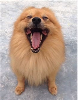 Pomeranian with healthy teeth